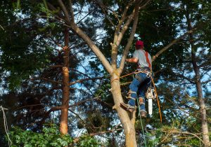 Lire la suite à propos de l’article Un(e) élagueur (se) professionnel pour votre sécurité et la santé de vos arbres
