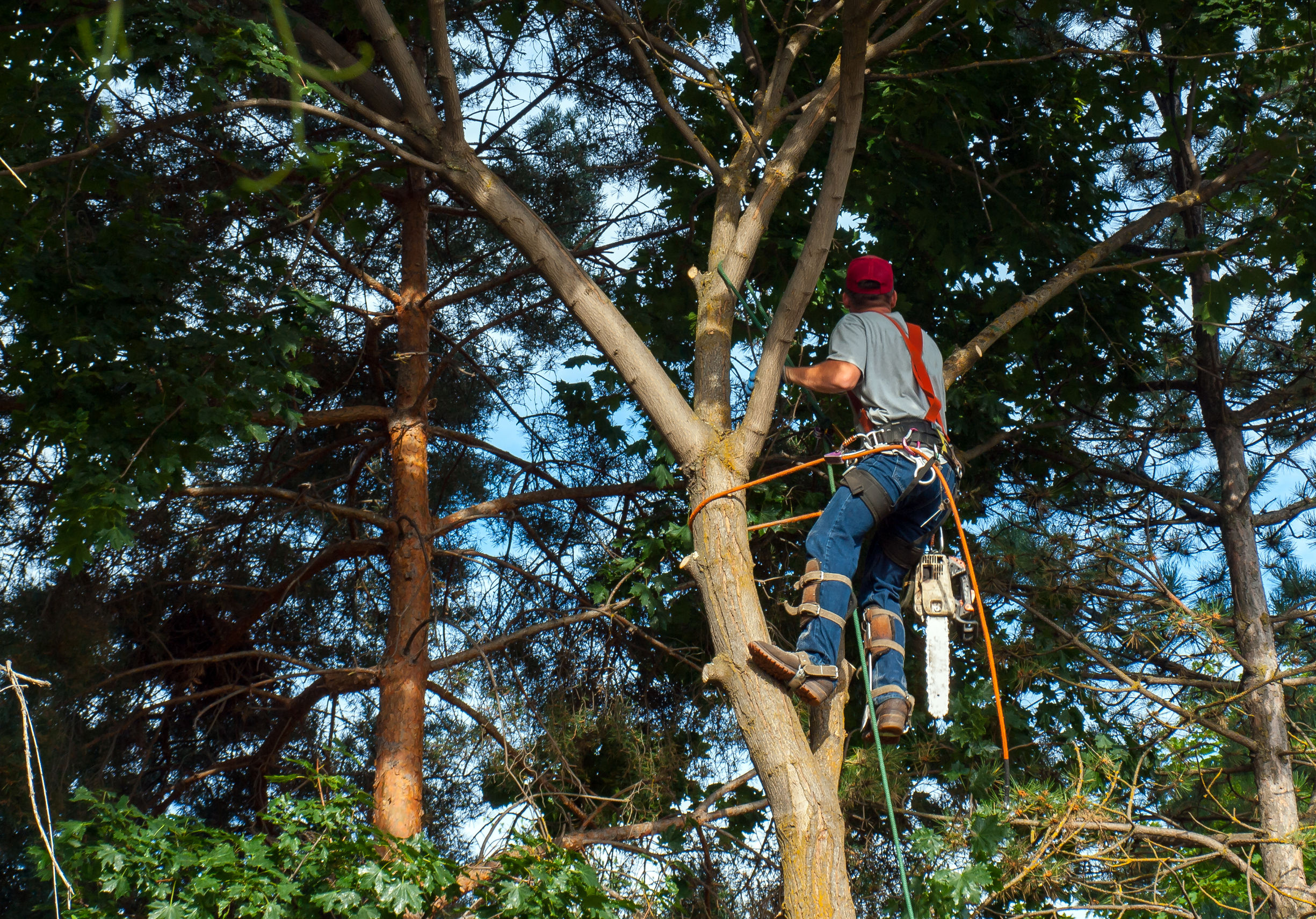 You are currently viewing Un(e) élagueur (se) professionnel pour votre sécurité et la santé de vos arbres