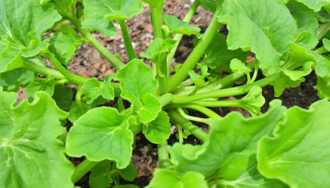 découvrez les principales raisons pour lesquelles les feuilles de votre jeune courgette jaunissent et apprenez des solutions efficaces pour y remédier rapidement. maintenez la santé de vos plantes et profitez d'une récolte abondante grâce à nos conseils pratiques.