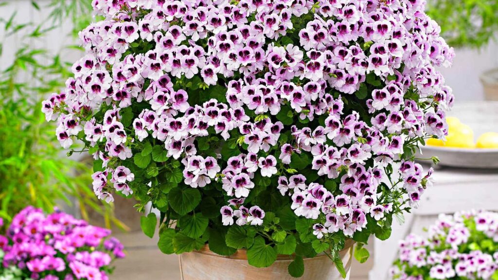 Ces plantes anti-moustiques sont plus efficaces que certains produits chimiques