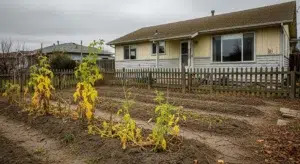 7 astuces pour corriger un potager vide et maigre