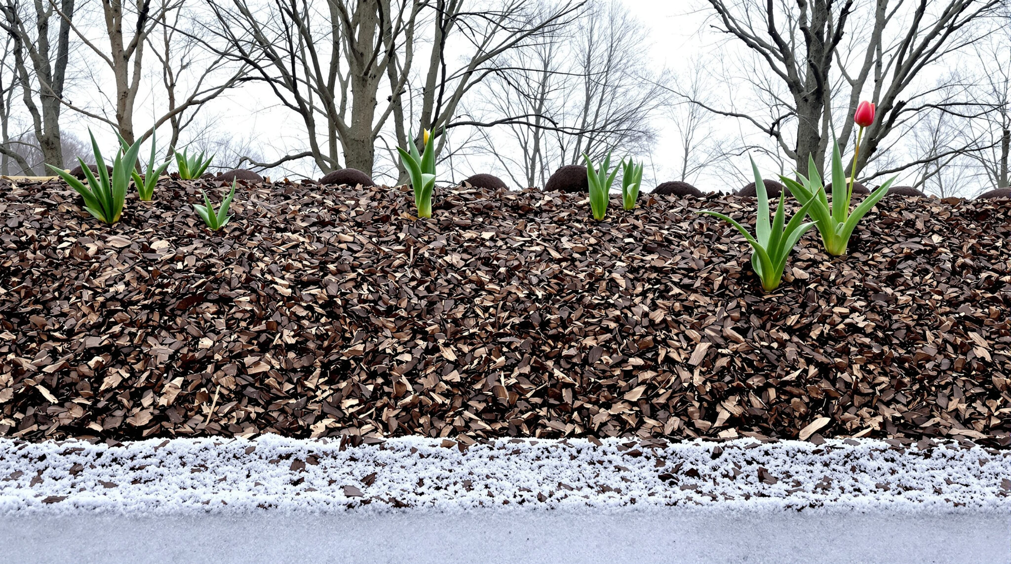 en octobre, prenez de l'avance sur le printemps en plantant tulipes et jonquilles. suivez nos conseils pour des massifs éclatants et colorés dès les premiers beaux jours.