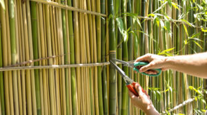 découvrez comment utiliser des bambous pour créer une clôture alliant style naturel et intimité, parfaite pour embellir et protéger votre espace extérieur.